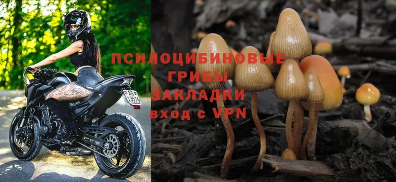 Галлюциногенные грибы Psilocybe  Лобня 